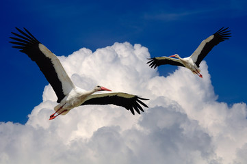 Storks Flying in the Sky with Wings Spread