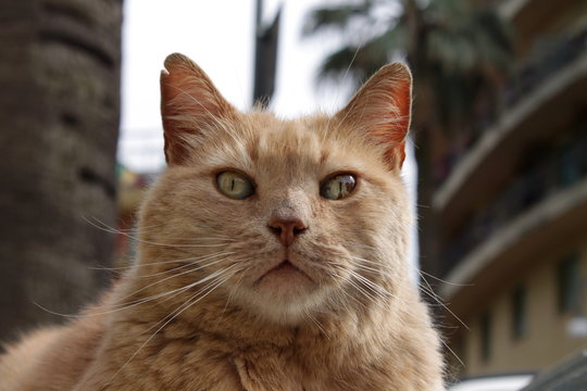 sguardo fiero