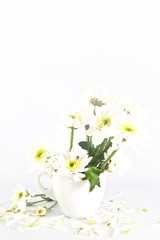 white Chrysanthemum flower