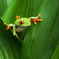 Obraz premium red eyed tree frog