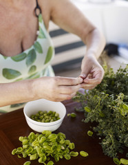 Écosser des câpres