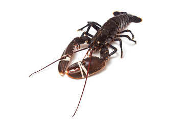Lobster isolated on a white background.