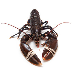 lobster isolated on a white studio background.