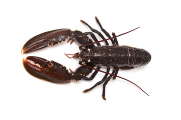 lobster isolated on a white studio background.