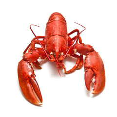Cooked common lobster.