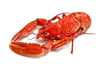 Cooked common lobster.