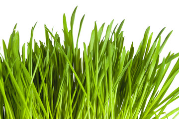 Green grass on a white background