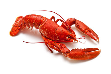 lobster isolated on a white studio background. - obrazy, fototapety, plakaty