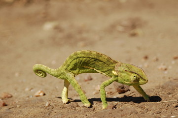 Chamäleon