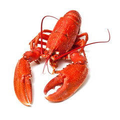 lobster isolated on a white studio background.