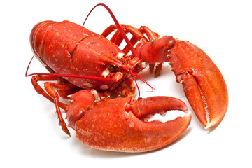 Cooked red lobster.