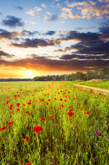 red poppies against the sunset sky
