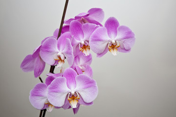 Purple orchid in full bloom.