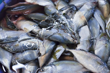 Poisson frais et glace au marché de Siem Reap, Cambodge