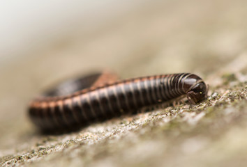 Myriapoda