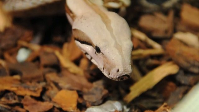 Abgottschlange K&ouml;nigsboa beim z&uuml;ngeln