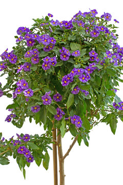 Enzianbaum (solanum rantonetii)
