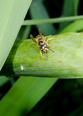 reed with wasp