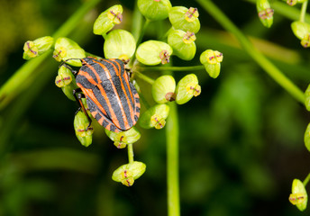 striped stink bug on yellow umbels