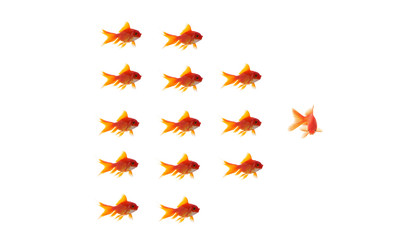 goldfish leader on white background, unique and diffrent busines