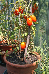 red tomatoes grown in a pot on the terrace of a House