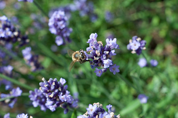 pszczoła lawenda