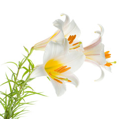 Fototapeta na wymiar Trzy białej lilii