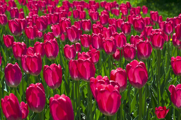 Red tulips in a backlight. Êðàñíûå òþëüïàíû.