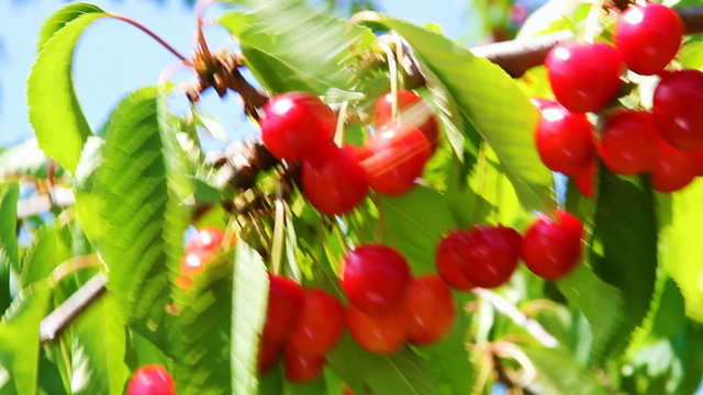 Ripe cheries on the tree.