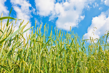 Wheat ears and cloudy sky