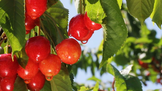 Ripe cheries on the tree.