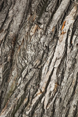 texture of an old tree bark