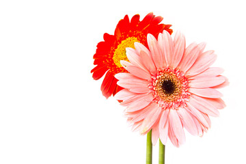 chrysanthemum flower