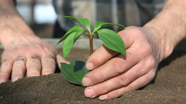 old man planting seedling in humus soil in medium shot video