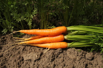fresh carrots