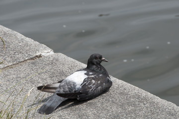 odpoczynek miejskiego gołębia