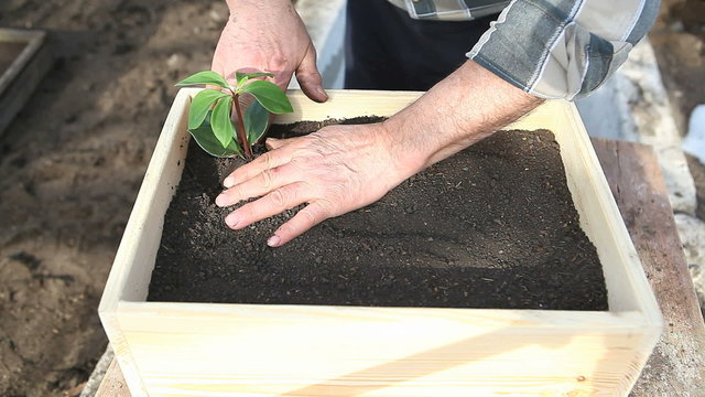 old man planting seedlings in wooden box