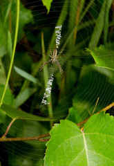 wasp spider youth, underside and zigzag weaving