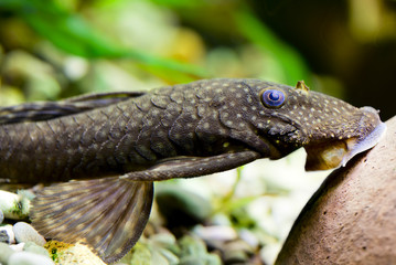 Aquarium Fish