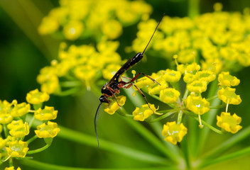 ichneumon wasp on yellow umbel
