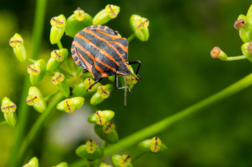striped stink bug from above, focus on head