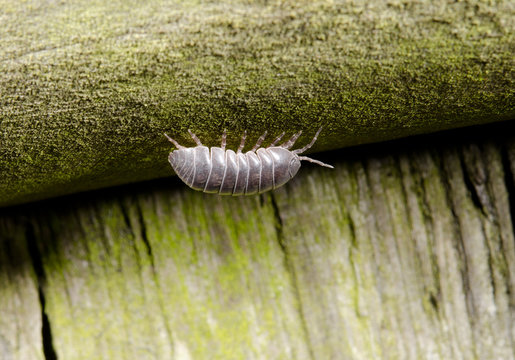 woodlouse upside down (mossy wood)