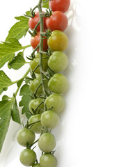 Cherry Tomatoes