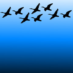 migratory birds on sky