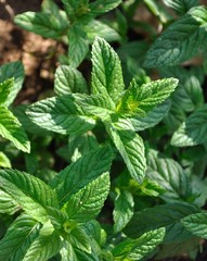 plantations © seb hovaguimian