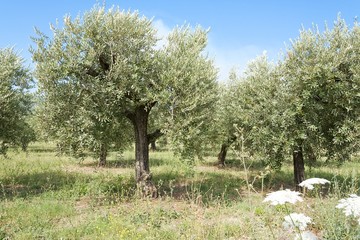 olive trees