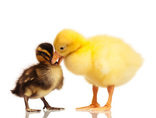 Domestic duckling and gosling