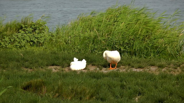 White geese near a pond