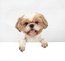 Adorable little dog with blank board