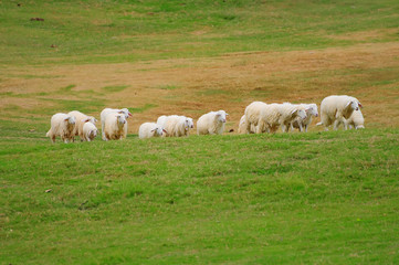 Fototapeta na wymiar Stado owiec w zielonym polu